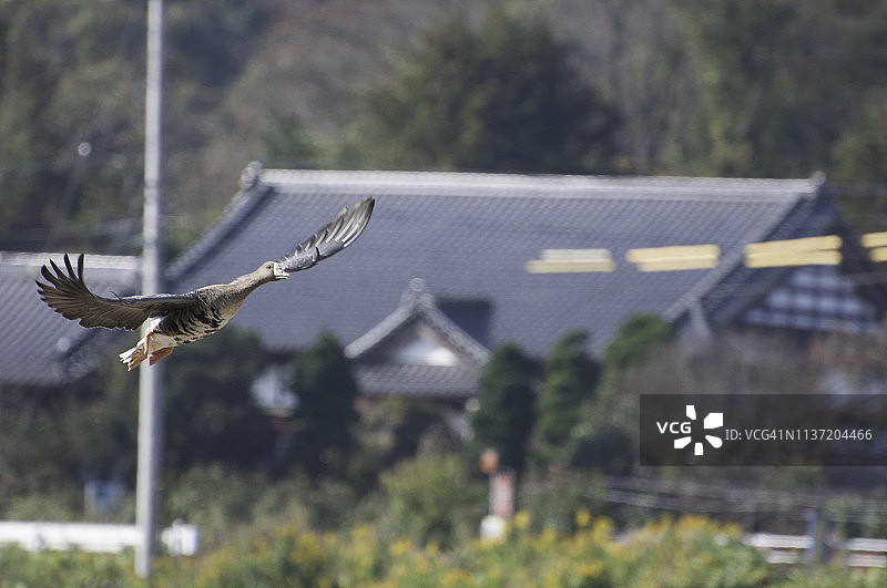 日本宫城县Izunuma，白头鹅在飞翔图片素材