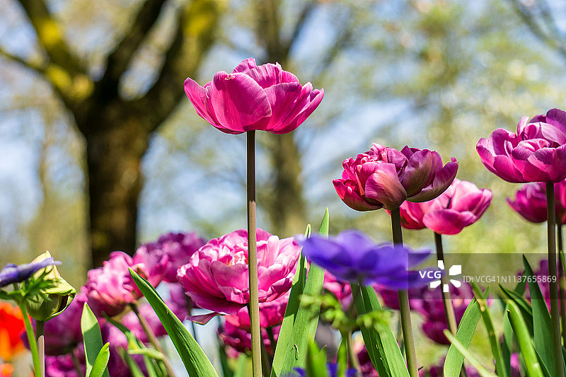 库肯霍夫花园中盛开的郁金香花坛图片素材