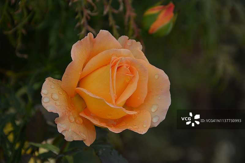 粉色玫瑰与柔和的背景与滴图片素材