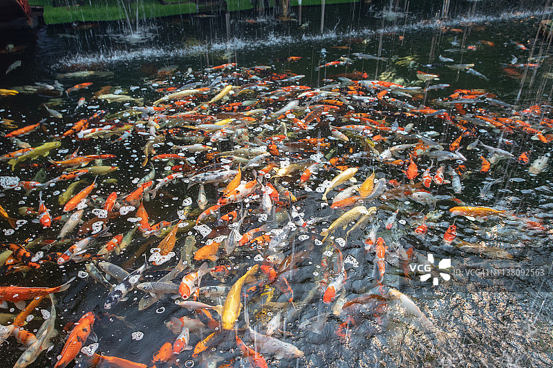一群锦鲤在水中图片素材