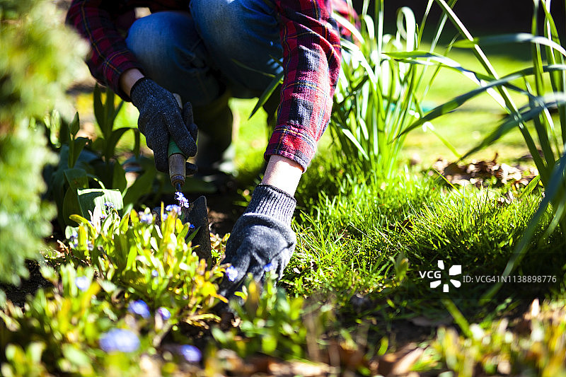 一个女人用一把小铁锹在花园里挖洞图片素材