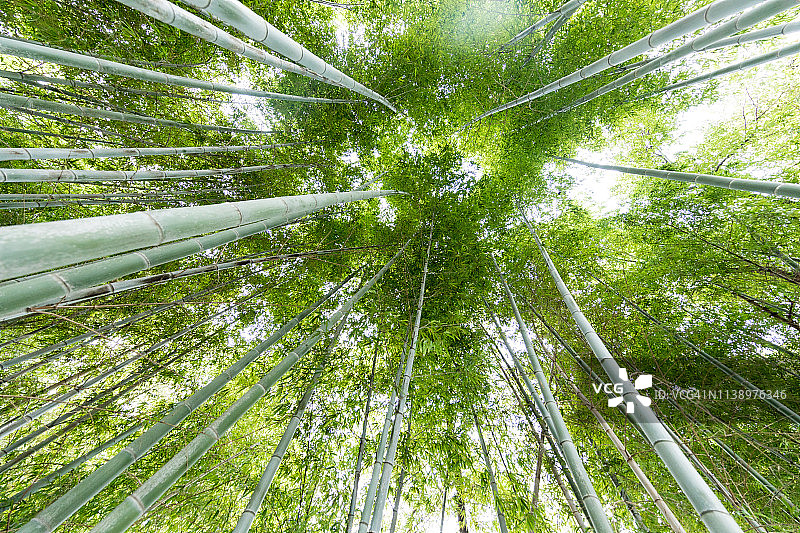 竹子生长，从下面看图片素材