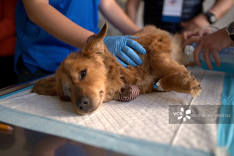 可怜的受伤狗在兽医，兽医做超声波。图片素材