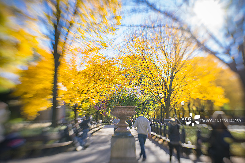 2018年11月4日，美国纽约中央公园的Bethesda露台附近的人行道上，一排排的秋色树木被秋日的阳光照亮。图片素材