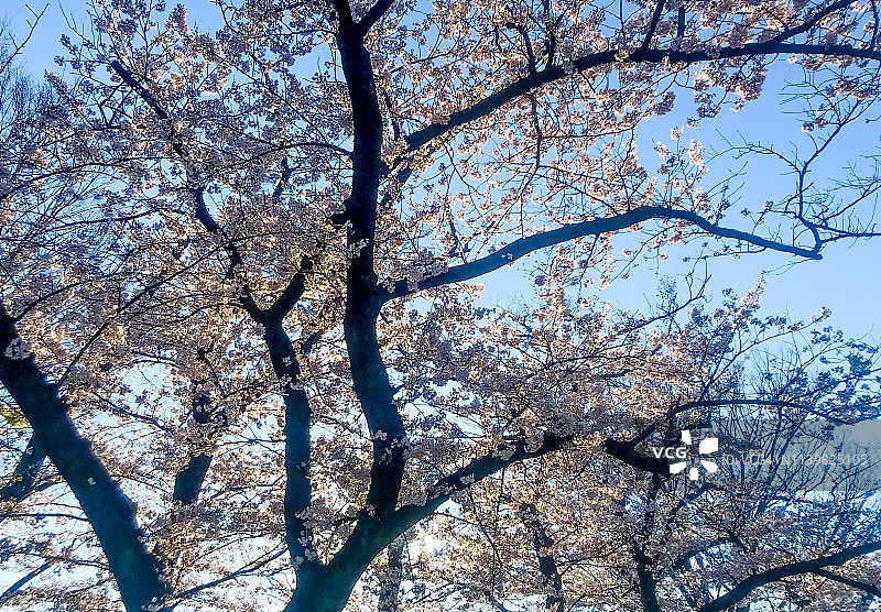 日本樱花树映衬着蓝天图片素材