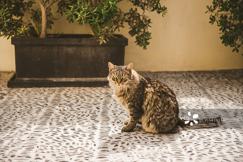 希腊圣托里尼岛伊亚的流浪猫图片素材