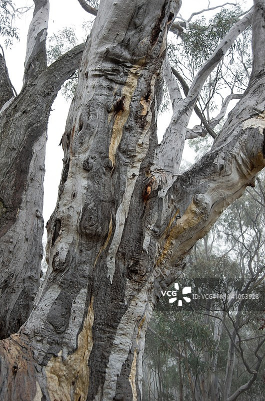 在一个潦草的树胶(桉树血肿)树干上的图案，在安斯利山，堪培拉，澳大利亚首都领土，澳大利亚图片素材