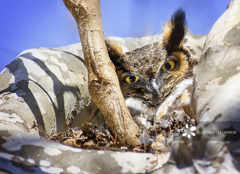 可爱的近距离大角猫头鹰在巢在奥杜邦，宾夕法尼亚州图片素材