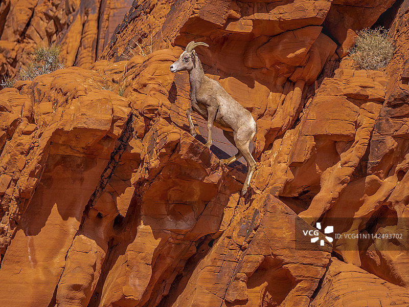大角羊，母羊，攀登陡峭的悬崖图片素材