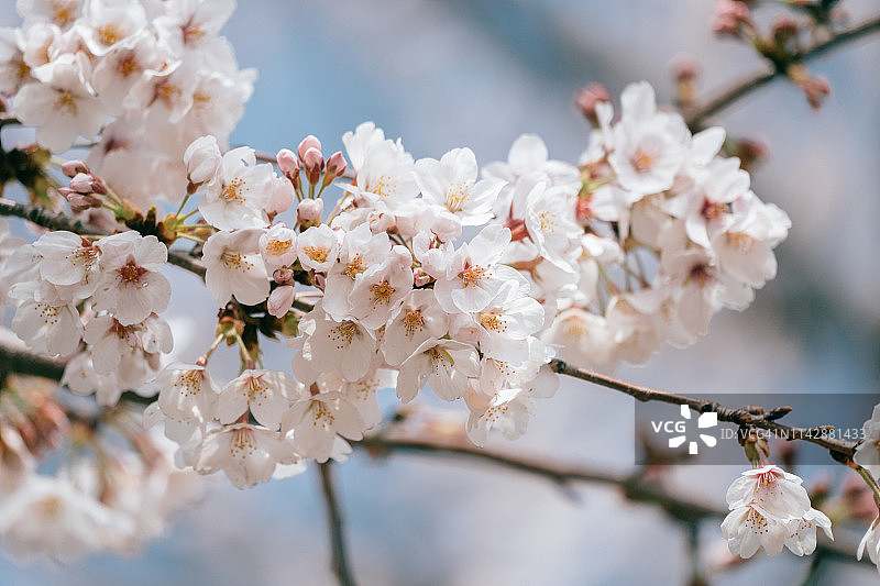 樱花在春天与蓝天，日本。图片素材