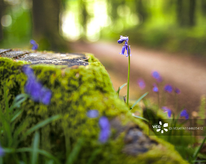 蓝铃铛花在爱尔兰森林。爱尔兰图片素材