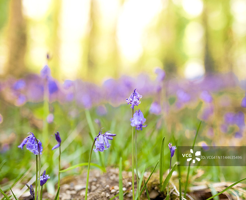 蓝铃铛花在爱尔兰森林。爱尔兰图片素材