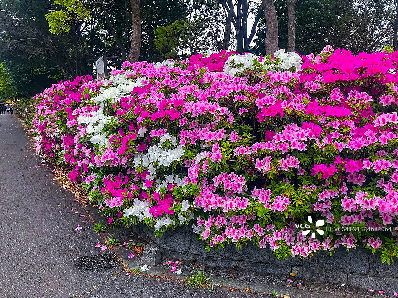 横滨路边盛开的杜鹃花图片素材