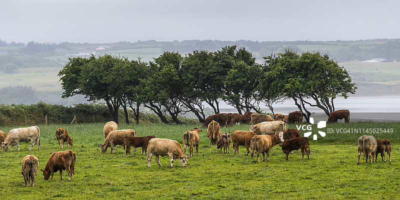 在海岸边田野上吃草的牛图片素材