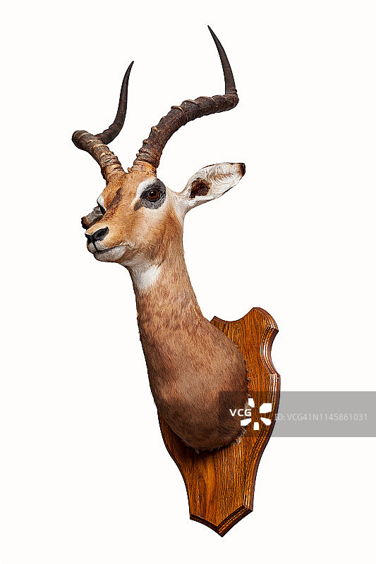 标本野生麋鹿头孤立在白色背景，标本剥制。狩猎的战利品。图片素材