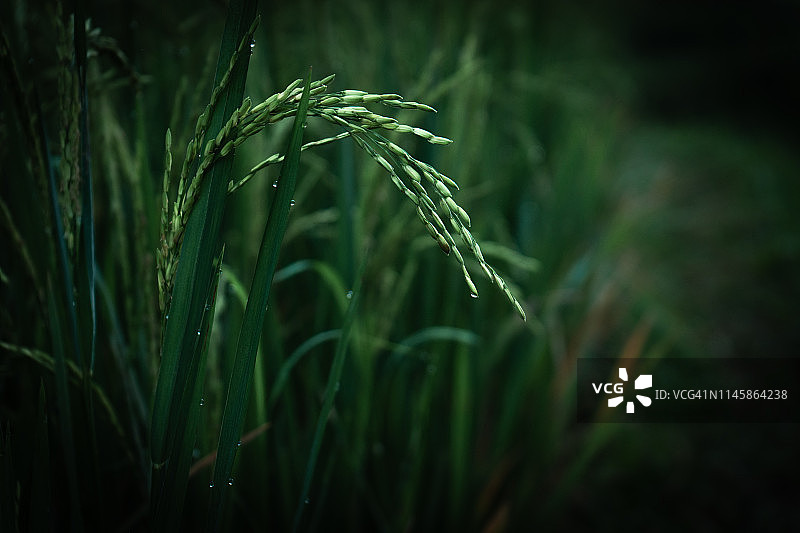 雨后水稻植株特写。图片素材