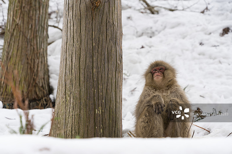 2月18日，在日本长野，一只“雪猴”坐在一棵被雪包围的大树旁。图片素材