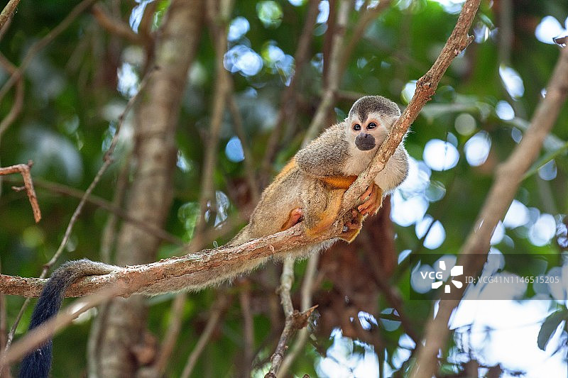 带宝宝的中美洲松鼠猴图片素材