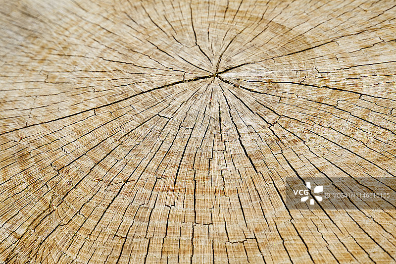 全框架拍摄风化，开裂的木材，树木的横截面，抽象的背景图片素材