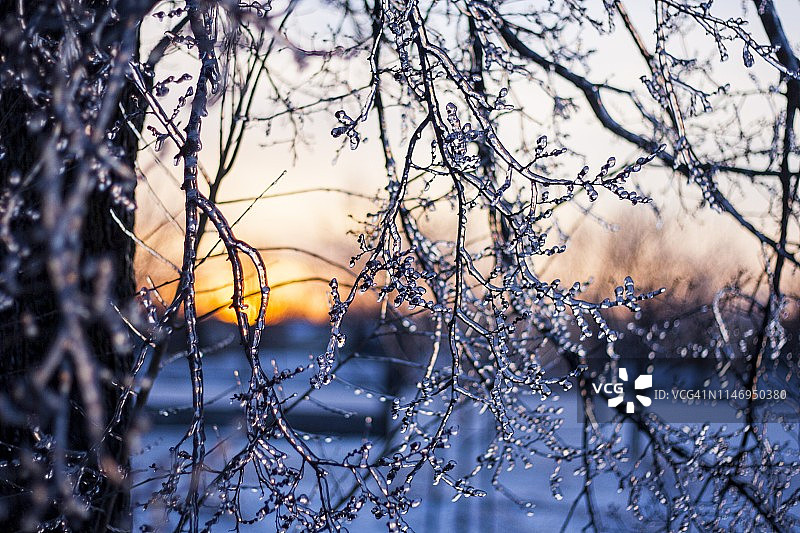 冰冷的日落树图片素材