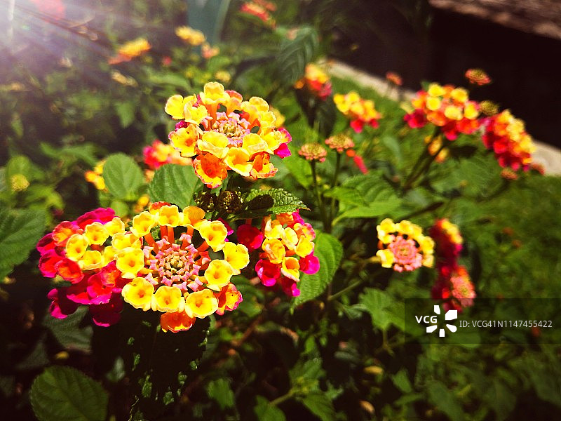 美丽多彩的花朵与阳光图片素材