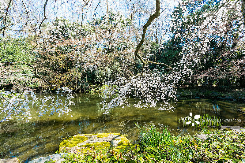 池塘里盛开着樱花图片素材