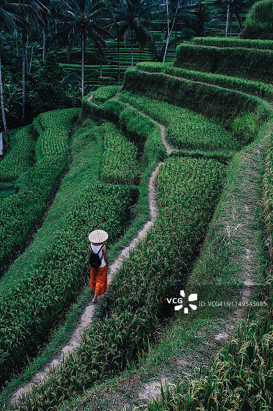 在印度尼西亚的稻田里散步图片素材