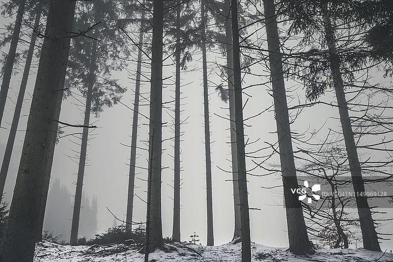 雾中的森林，光秃秃的高大树木图片素材