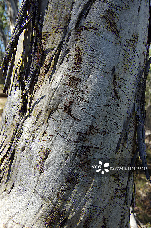 图案在涂鸦口香糖(桉树血肿)树干，Pallaibo步行轨道到Sawpit溪，科修斯科国家公园，新南威尔士州，澳大利亚图片素材