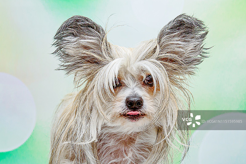 一张中国冠毛犬伸出舌头向前看的头像。图片素材