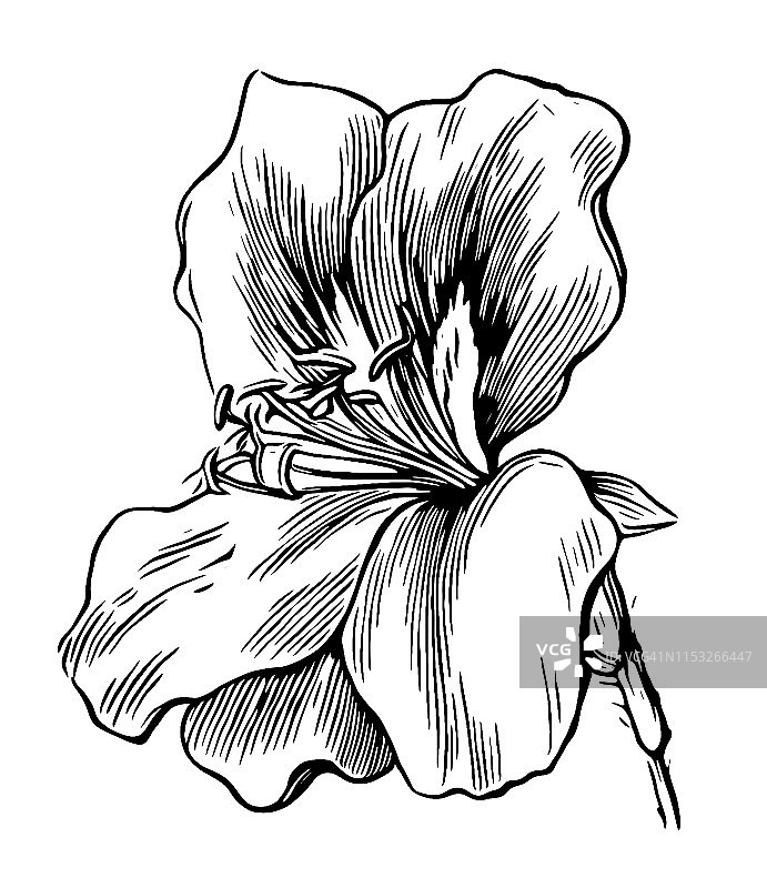 天竺葵通常被称为天竺葵、天竺葵或鹳鸟属图片素材