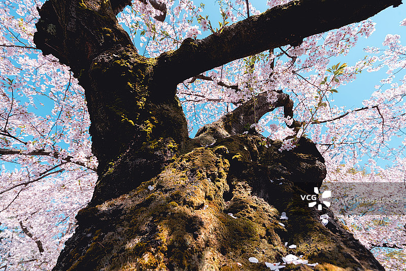 美丽的樱花在广崎公园，青森县图片素材