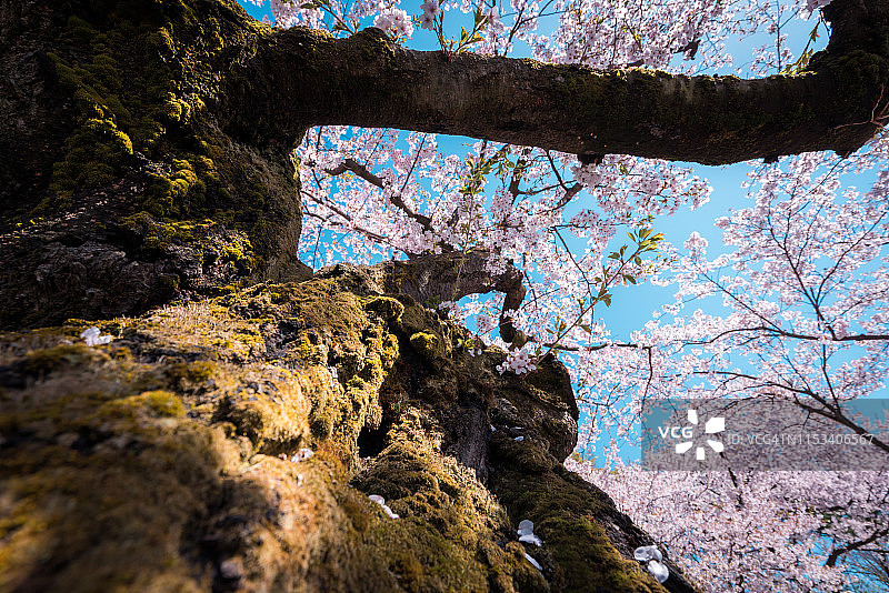 美丽的樱花在广崎公园，青森县图片素材