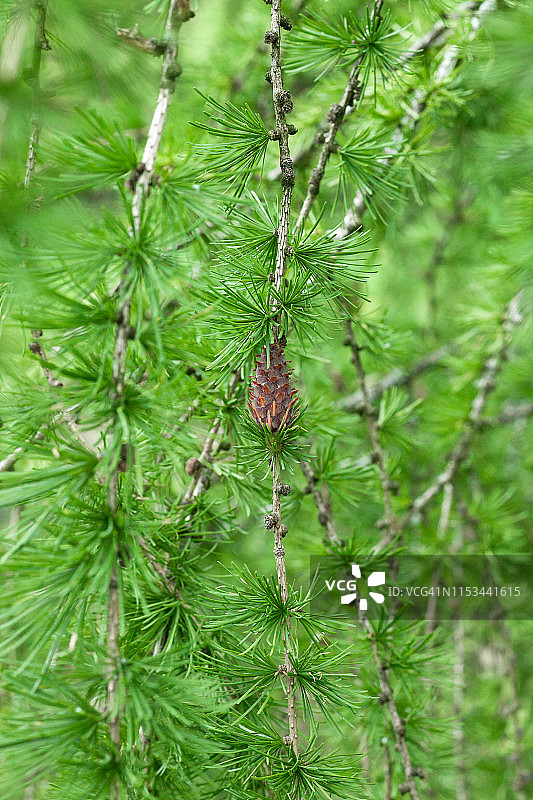 春季森林中一种落叶松，有小球果图片素材
