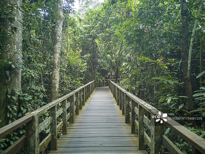 婆罗洲热带雨林中的木制人行道。图片素材