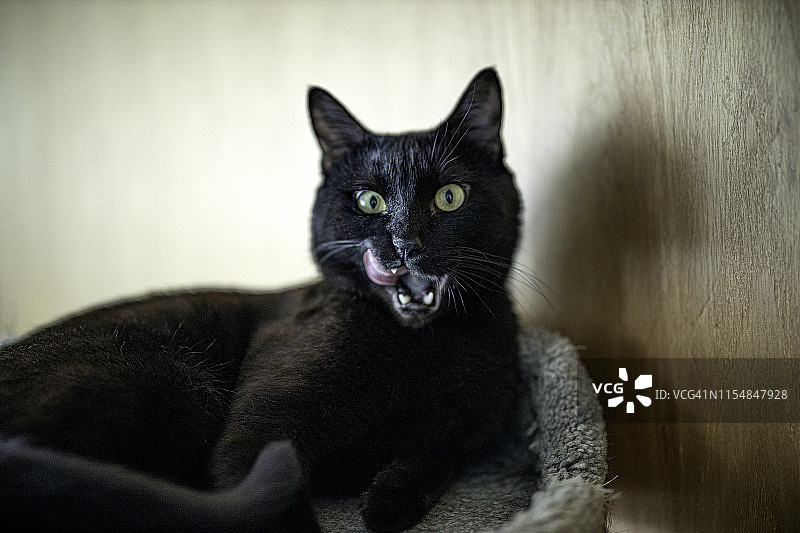 黑猫张开嘴玩舌头图片素材