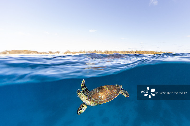 海龟在海里游泳，大堡礁，澳大利亚昆士兰图片素材