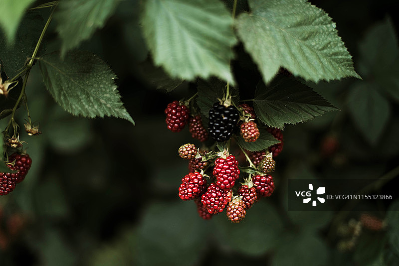 藤蔓上的黑莓。图片素材