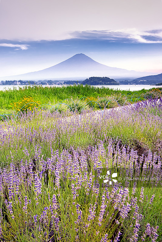 日本川口湖大石公园的富士山和薰衣草园图片素材
