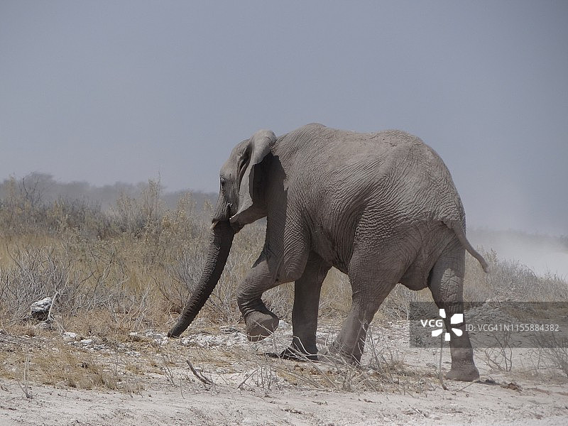 纳米比亚埃托沙国家公园的大草原上的一头大象图片素材