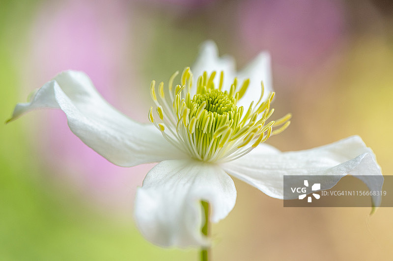 一个美丽的，白色的春天开花的特写图像，铁线莲花在柔和柔和的背景图片素材