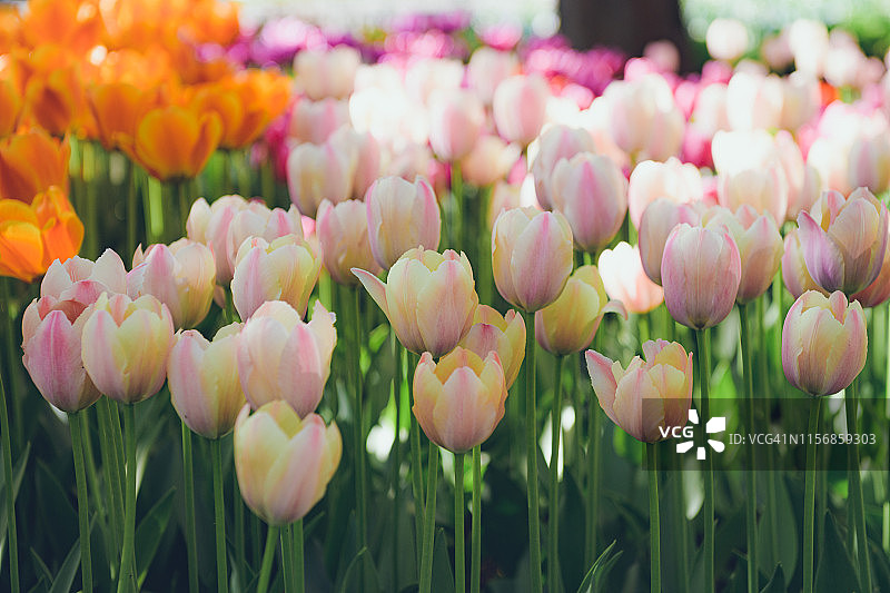 五彩缤纷的郁金香盛开在春天的花园里。公园里的粉色郁金香。阳光下美丽的春花。图片素材