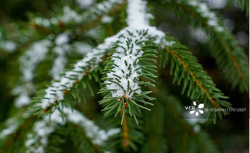 冬天被雪覆盖的常青树的一部分图片素材