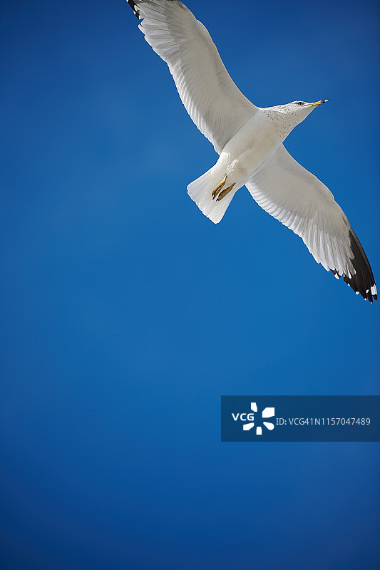 海鸥在蓝天上飞翔。图片素材