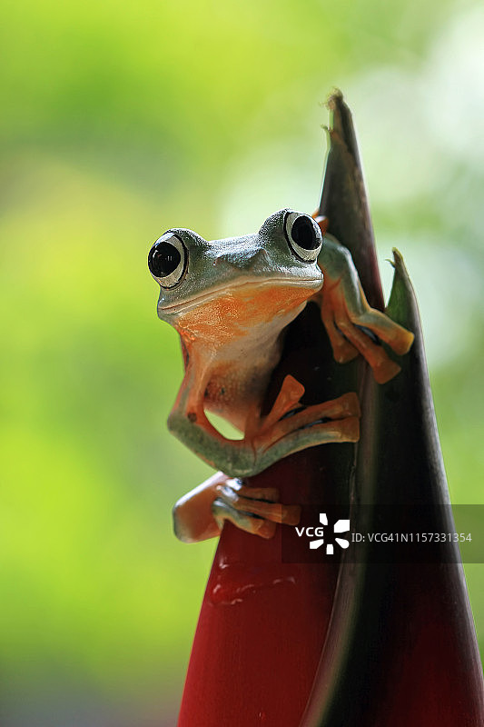 爪哇树蛙在花蕾上，印度尼西亚图片素材