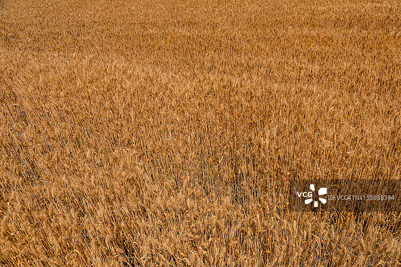 成熟的黄色小麦的背景。农业的概念图片素材