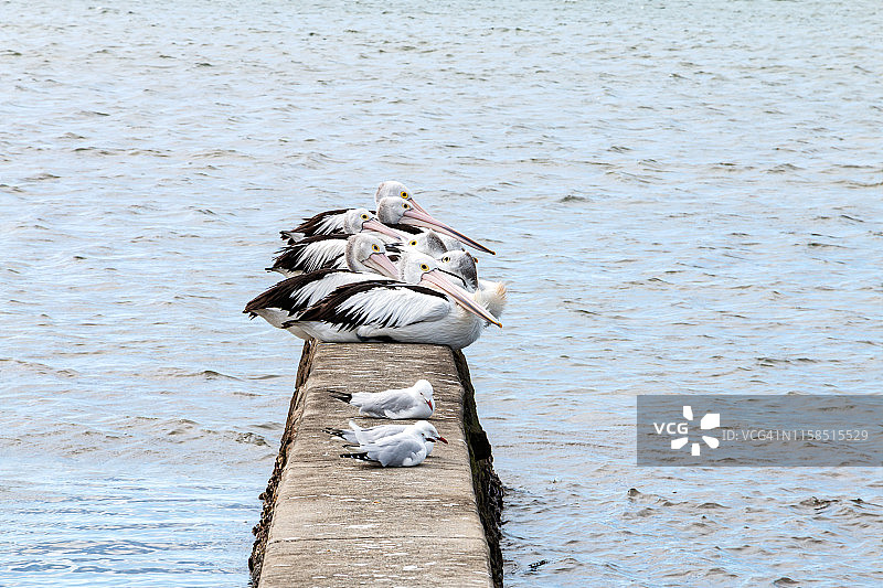 一群鹈鹕和海鸥坐在混凝土码头边图片素材