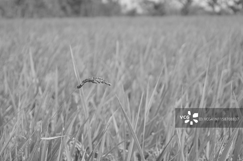 水稻种子图片素材