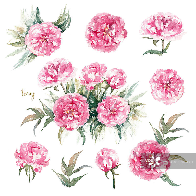 沃尔特Faxon牡丹。单株鲜艳的粉红色牡丹，重瓣花，花蕾和叶。老式贺卡。水彩插图。图片素材