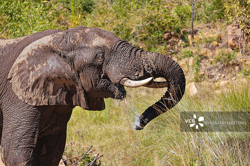 大象Headshot-Drinking图片素材
